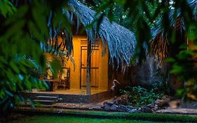 Organic House